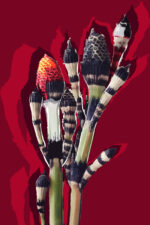 De la serie Taxonomía botánica: “Equisetum”