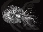 De la serie Nueva Zoología: “Nautilus II”