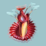 De la serie Cloris: “Nepenthes”