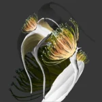 De la serie Cloris: “Orquídea II”