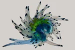 De la serie Nueva Zoología: “Anémona blanca”