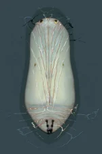 De la serie Nueva Zoología: “Puppa I”