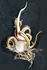 De la serie Taxonomía botánica: “Pachypodium”